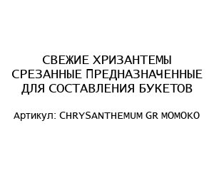 СВЕЖИЕ ХРИЗАНТЕМЫ СРЕЗАННЫЕ ПРЕДНАЗНАЧЕННЫЕ ДЛЯ СОСТАВЛЕНИЯ БУКЕТОВ CHRYSANTHEMUM GR MOMOKO